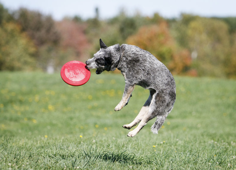 Preacher, a 3 1/2 year-old Australian cattle dog owned by Gina Rourke of Portland, catches some air while enjoying the Woofminster Dog Show & Cover Dog Challenge at Camp Ketcha in Scarborough Saturday.