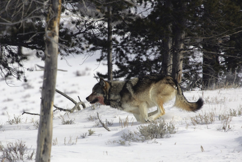 A gray wolf is seen in Yellowstone National Park. Lawmakers are proposing a rewrite of the Endangered Species Act that would lift protections for wolves first enacted in 1974.