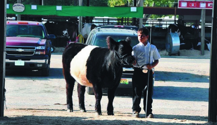 Alec Fortin, 10, and his heifer, Moonshadow Gabby, have won eight first-place awards this summer and fall.