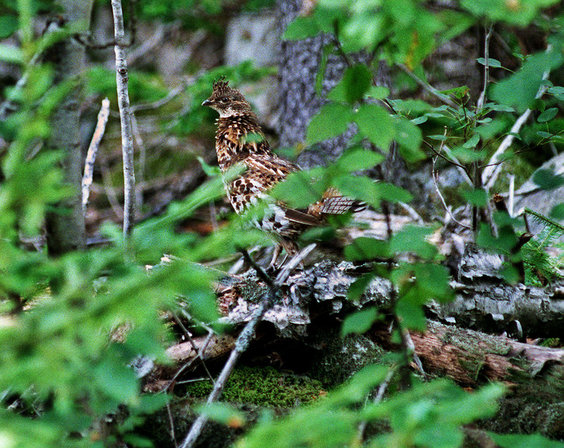 For ruffed grouse, hunters and their dogs head up to the aspen ridges before wind and sun dry the morning dew.