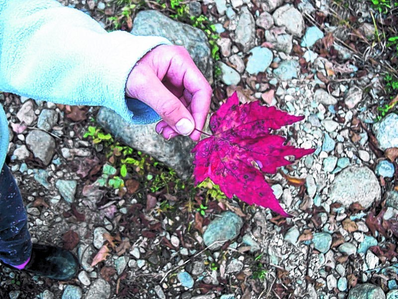 Fall hikes may spark questions about what kinds of trees the colorful leaves come from, and finding out can be an education for the whole family. Kids also enjoy bringing paper and crayons with the wrappers peeled off to make leaf rubbings.