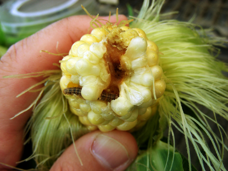 A corn borer makes its way into an ear of corn in this photo provided by the University of Minnesota. Today’s edition of the journal Science says corn that’s been genetically engineered to resist borers provides benefits to other corn.