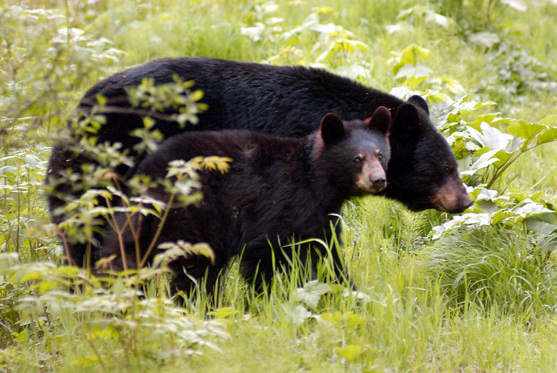 A black bear sow and cub roam near Juneau, Alaska. Officials estimate the state’s black bear population at 100,000 and say it needs to be reduced. Maine is the only other state that allows the animals to be trapped.