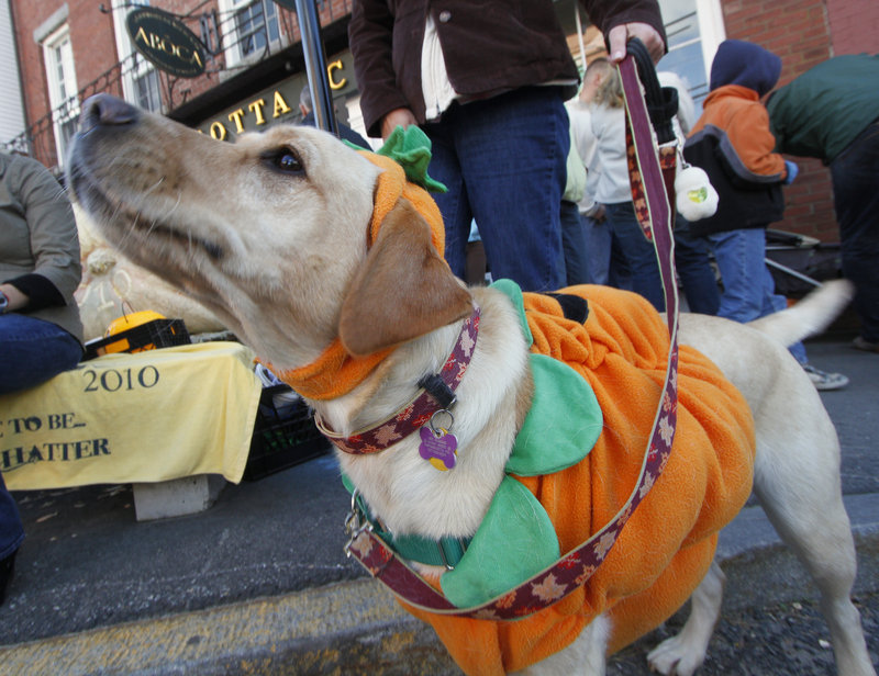 Iris, a yellow Labrador from Damariscotta, watches the passing parade with her owners.