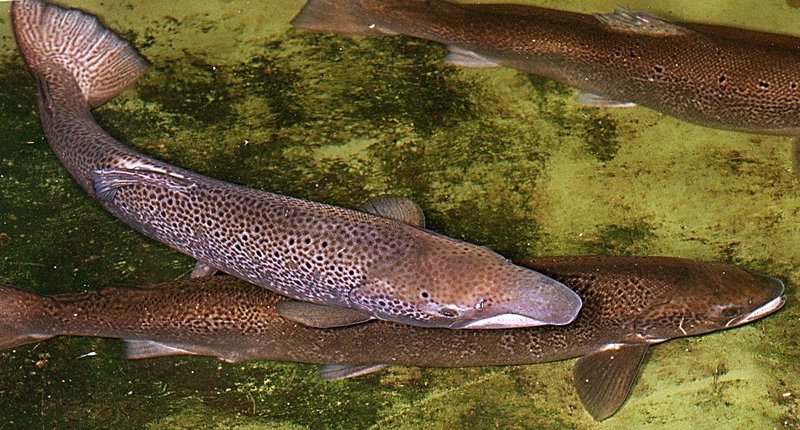 Is it reasonable to assume that genetically engineered salmon will never escape to interbreed with wild Atlantic salmon, shown here? Fisheries advocacy groups, including three in Maine, sent the FDA a letter opposing approval.
