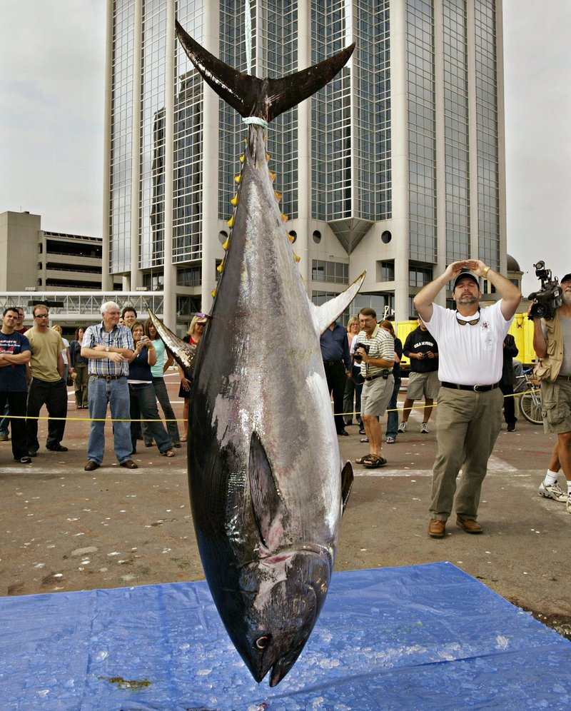 Bluefin tuna spawn in the Gulf of Mexico from April through June – a time when BP’s oil well was spewing millions of gallons. The Mediterranean Sea is the only other place where the species is believed to spawn.
