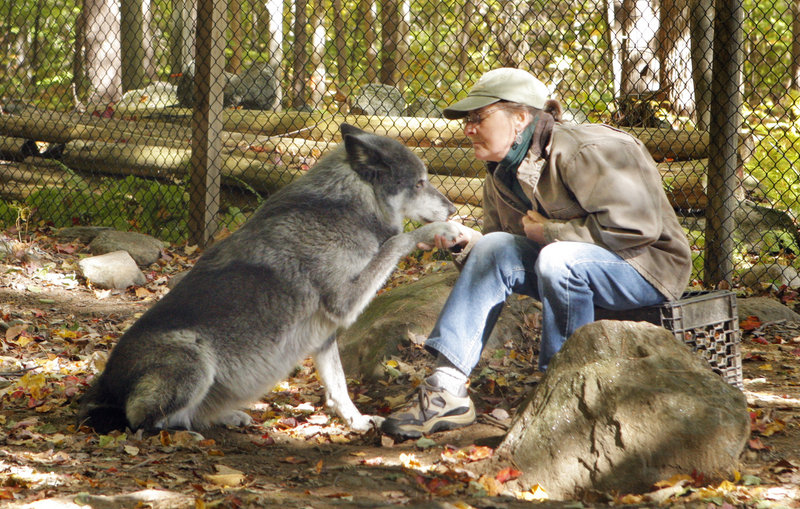 Brenda Foster talks to a wolf named Tazlina on Monday at the Runs With Wolves Sanctuary in Limington, where she cares for five pure-blooded wolves. State game wardens plan to question her today about operating without state and federal permits.