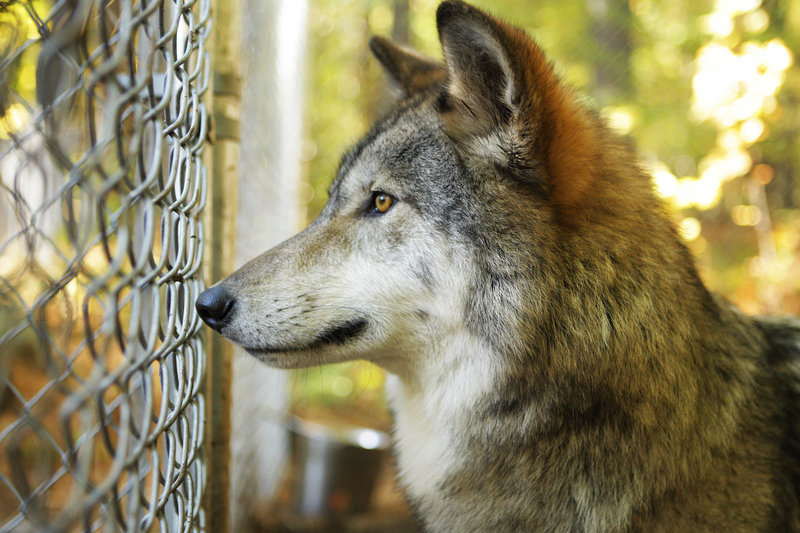 Warden watch: A wolf at Brenda Foster’s Runs with Wolves reserve