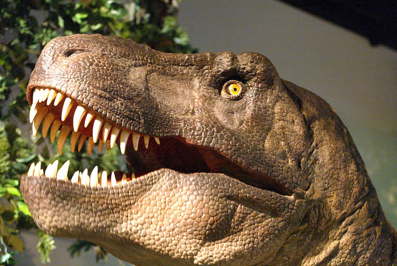 A Tyrannosaurus rex model is shown on display at the Oregon Museum of Science and Industry in Portland, Ore. A team of researchers reported Friday that huge tooth marks on fossils of T. rex bones indicate that the giant dinosaurs may have cannibalized one another.