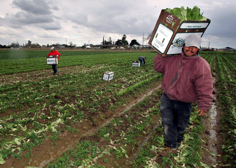 California workers carry boxes of bok choy out of a field. Foreign-born workers have seen wages decrease in the past year but the number of jobs have increased. Native-born workers are being paid the same but have lost jobs.