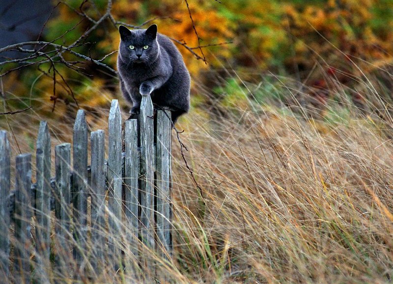 Whether feral or owned, cats that go outdoors live shorter lives and kill birds and small animals by the millions.
