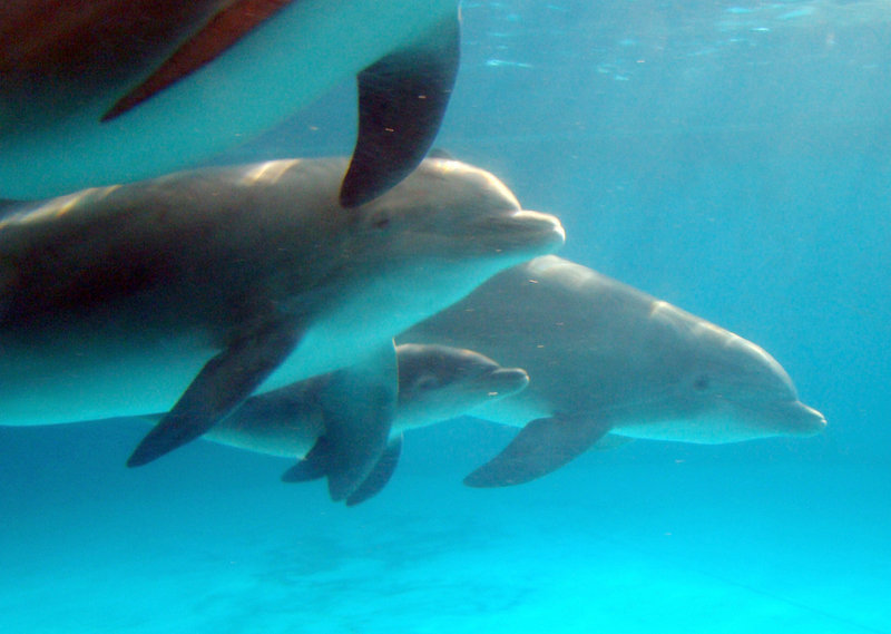 A newborn dolphin calf, center, swims alongside its mother, Jade, in this photo from March provided by the National Aquarium. Scientists studying a wild Australian bottlenose dolphin colony have found that who female dolphins hang out with can influence their reproductive fitness even more than genes, based on more than 20 years of observations.