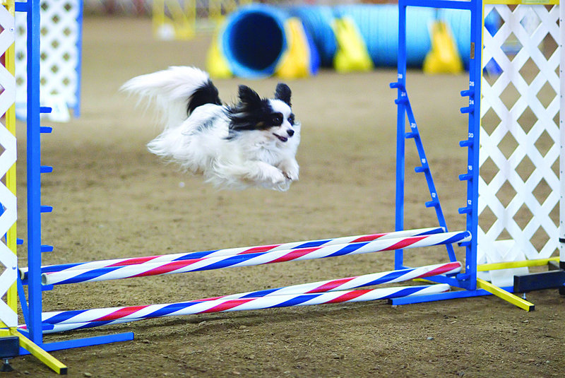 An agility fun match for dogs happens Saturday at Happy Tails in Portland.