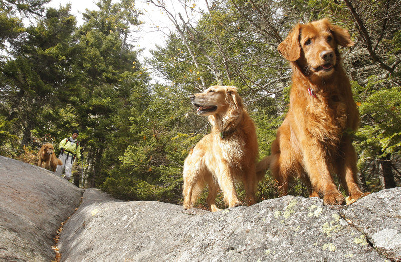 Judy Higgins heads down the trail with her three frequent hiking companions, C.J., Abby and Molly.