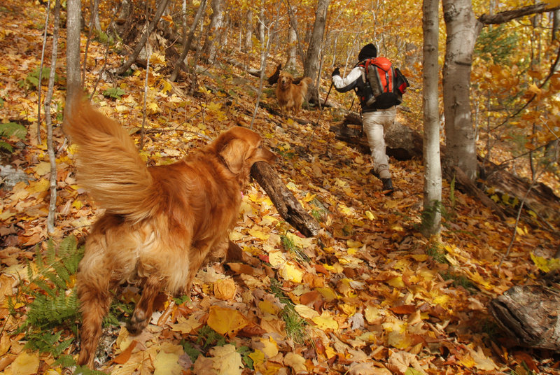 Almost camouflaged against a carpet of colorful leaves, Abby carries a large stick up the East Royce Trail in Evans Notch while hiking last month with her owner Judy Higgins of Saco. For a golden like Abby, retrieving is part of the fun.