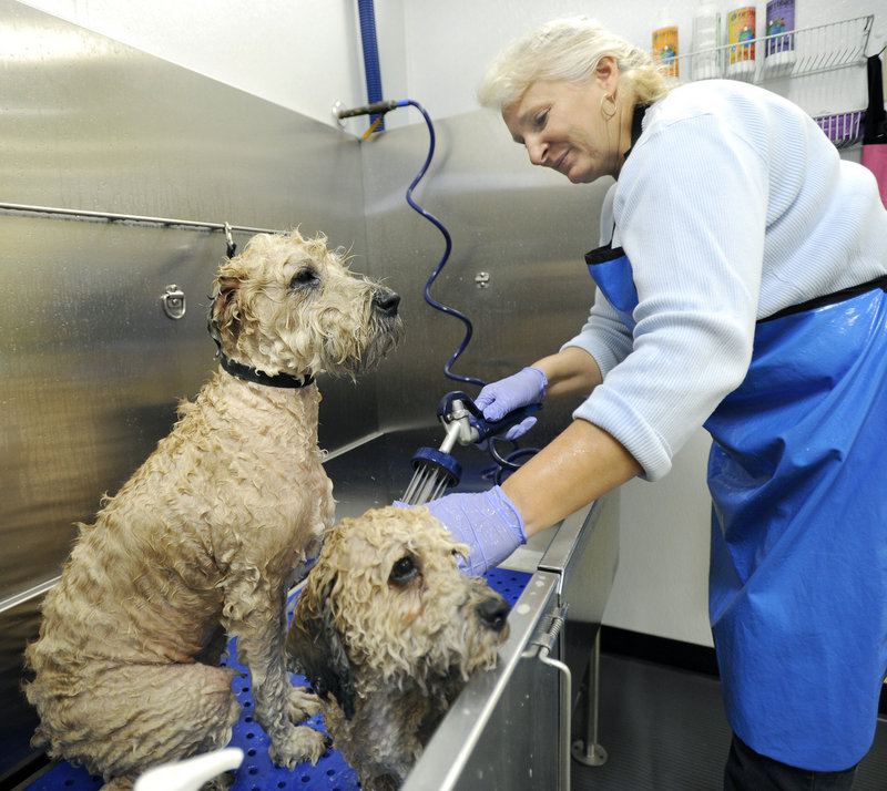 Paulette Witherell washes two dogs, Jack and Bodhi, at The Dog Wash Etc., a Portland pet grooming business that recently moved to a larger space on Forest Avenue.
