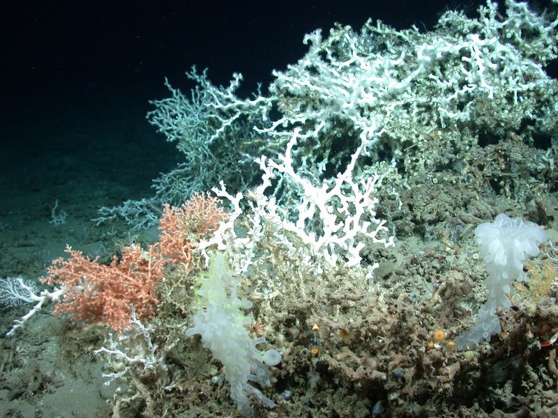 This September photo provided by Discover Team 2010 shows deep sea corals on the bottom of the northern Gulf of Mexico, not far from where BP’s underwater oil well blew out on April 20.
