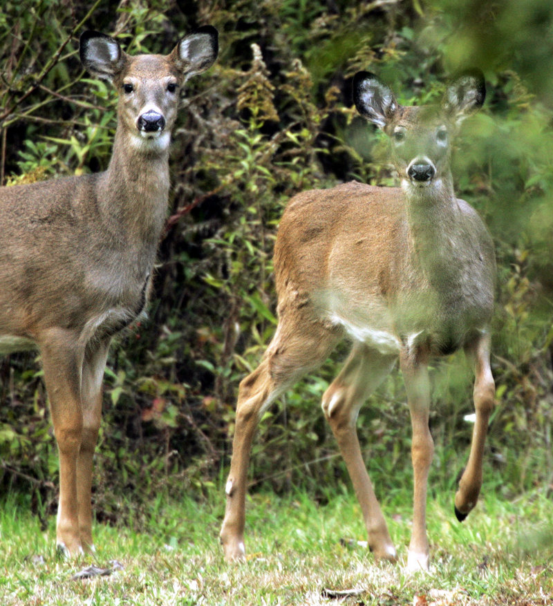 Wary whitetails will move into the wind as a basic defense mechanism. The deer’s ultra-sensitive sense of smell allows them to sense what might be approaching.