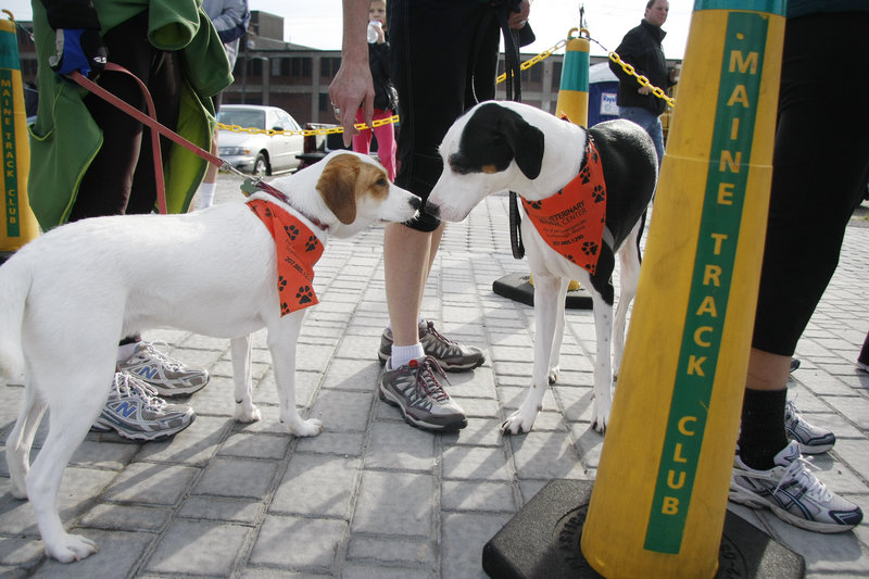 Four-legged friends George, left, and Enzo, right, owned by Ann Cullen of South Portland and Nancy Waye of Raymond, respectively, socialize after crossing the finish line in the Bayside Trail 5K Race on Sunday.