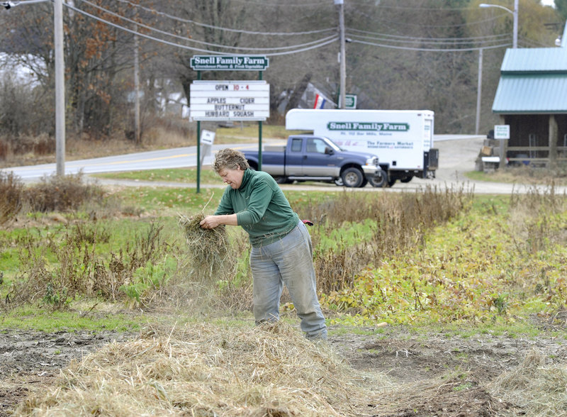 Ramona Snell spreads hay over newly planted garlic at her Snell Family Farm in Bar Mills this month. "This is the best growing year I have had for 30 years," said Dick Fowler, a grower who raises about 20 different crops at Pleasant Hill Gardens in Scarborough.