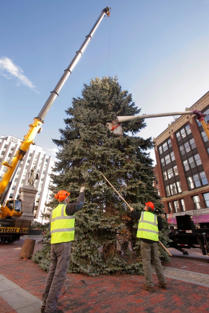 Chris Ingram, left, and Jay Ash-Cuthbert, arborists with Portland Public Services, untangle a guy wire Thursday from a 55-foot blue spruce being set up in Monument Square.