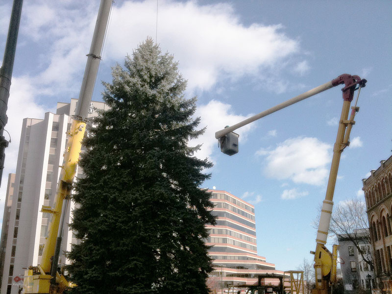 The 50-foot Colorado blue spruce was donated anonymously by a Portland family. The tree will be lit with over 1,500 LED lights donated by Efficiency Maine.