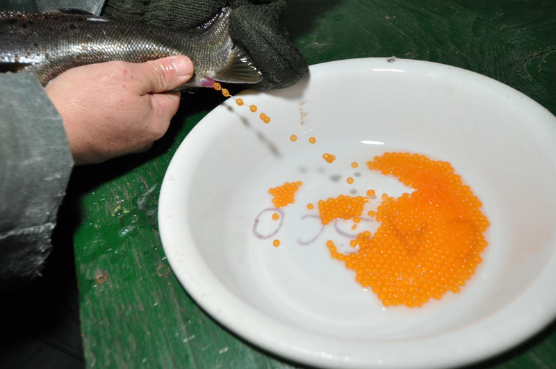 Eggs are “stripped” from a female salmon into a bowl, where they will be fertilized with the milt of a male salmon.
