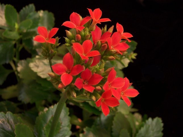 Kalanchoe is among the plants that are colorful this time of year and sell well.
