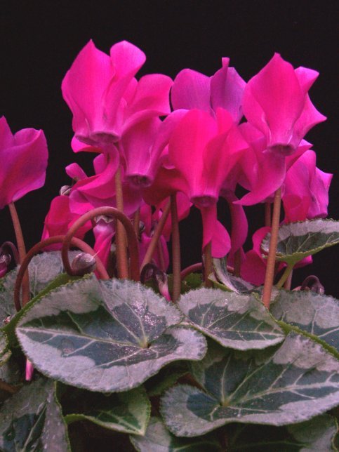 People can buy cyclamen in bloom now and keep it in bloom until March.