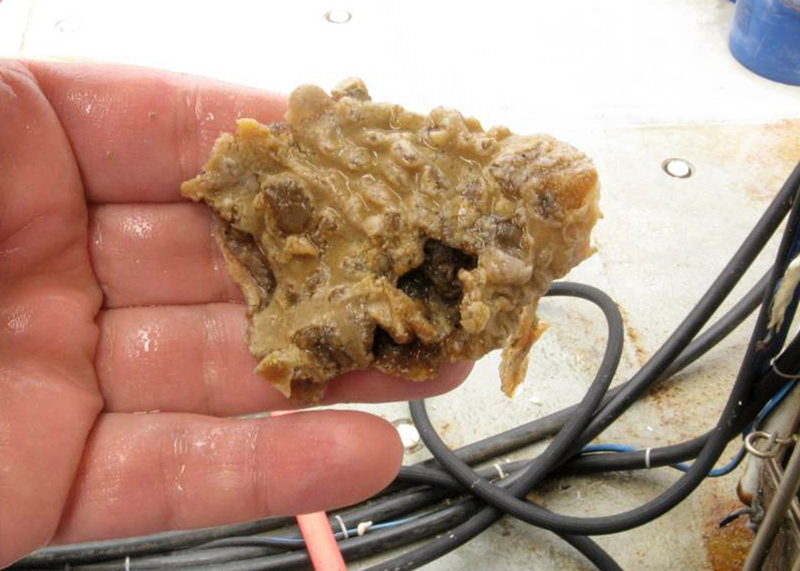 A sea squirt, which was caught in a scallop dredge on Georges Bank off the coast of New England, is shown in this June 2009 photo provided by the National Oceanic and Atmospheric Administration.