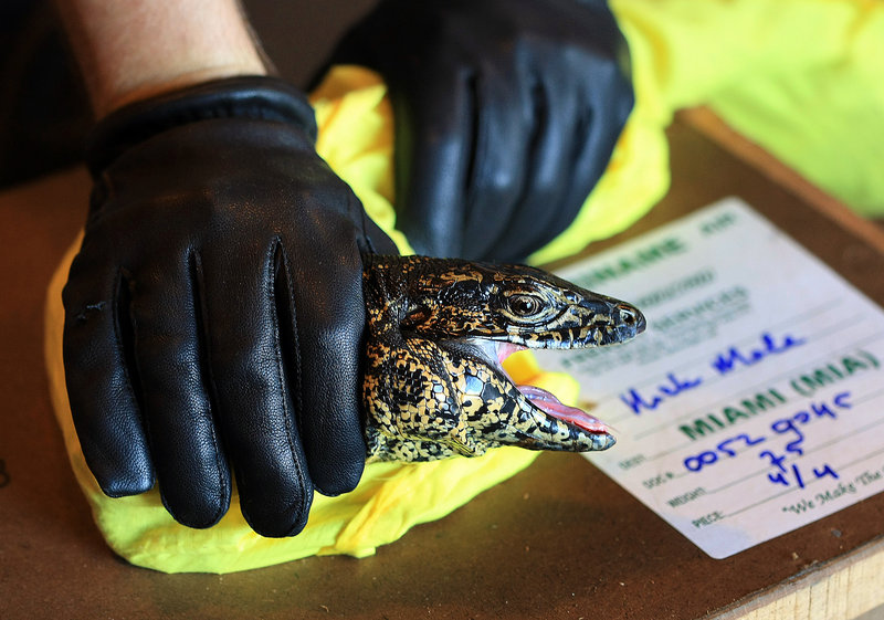 A U.S. Fish and Wildlife officer checks a Tagoo lizard at Miami International Airport. The U.S. government continues to allow wide-open imports of a vast range of wildlife, permitting most shipments to enter without inspection.