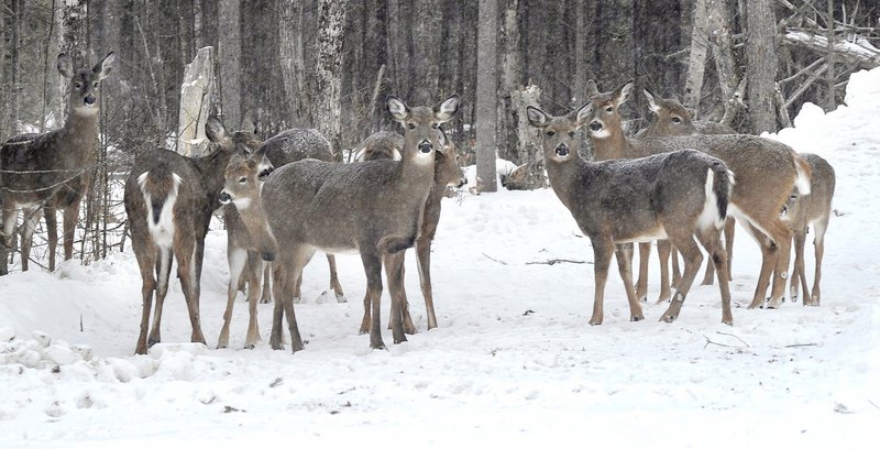 Deer in Maine, such as these in a yard north of Greenville, face dwindling habitat and predation by bears and coyotes. A recent workshop in Augusta sought to create a comprehensive initiative to reverse the decline in the deer herd.
