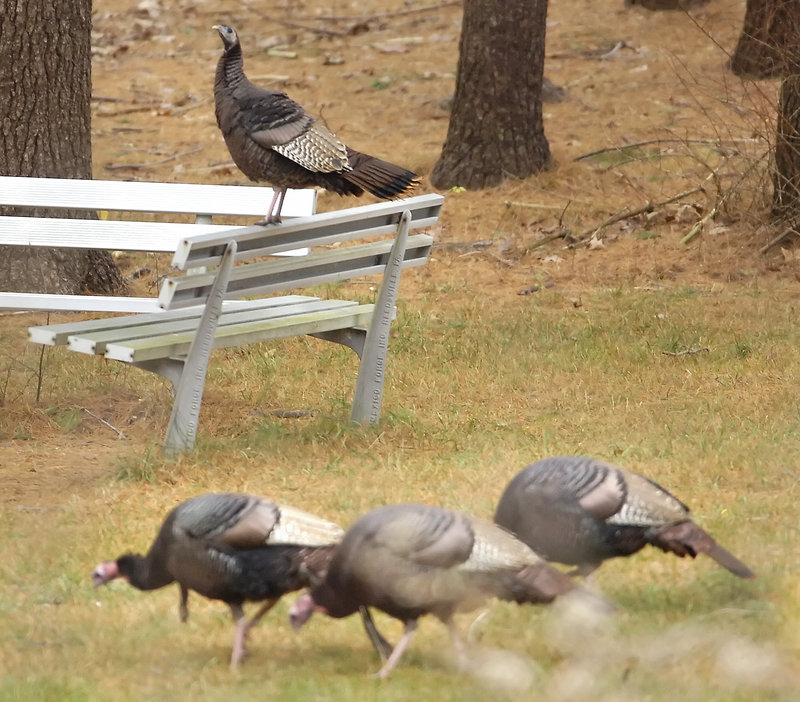 A turkey’s breast muscles are made up of fibers that allow it to take off rapidly, but it can’t fly far.