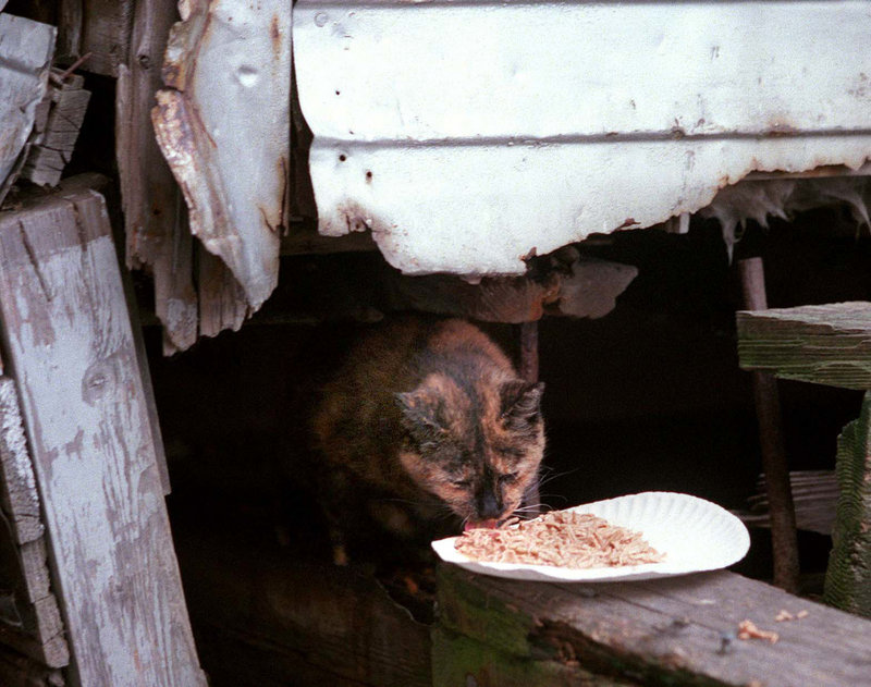 A feral cat on Portland's waterfront enjoys a meal provided by Friends of Feral Felines, which tries to get cats such as this fixed and possibly adopted.