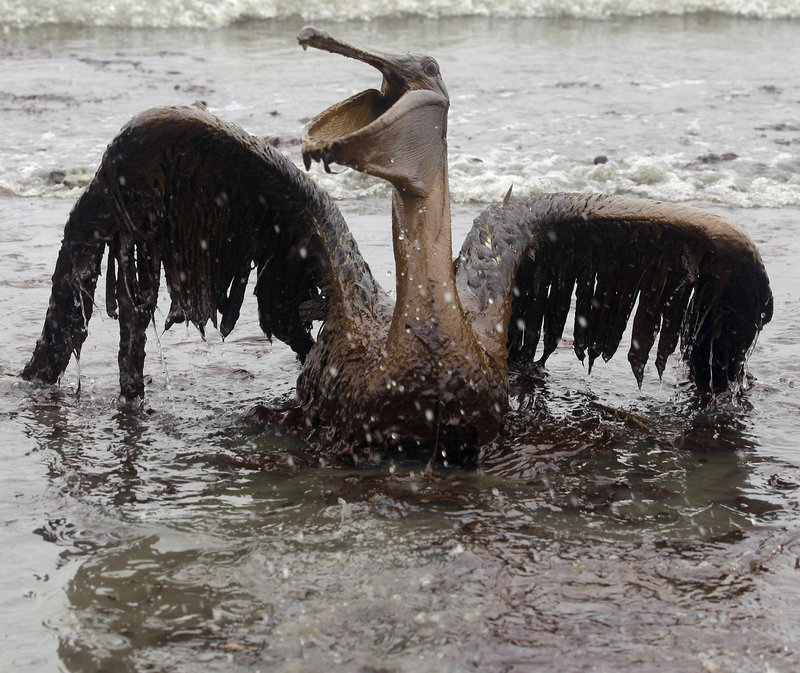 An oil-covered brown pelican tries to spread its wings on East Grand Terre Island, La., on June 3. The BP spill sent 170 million gallons of oil into the Gulf of Mexico.