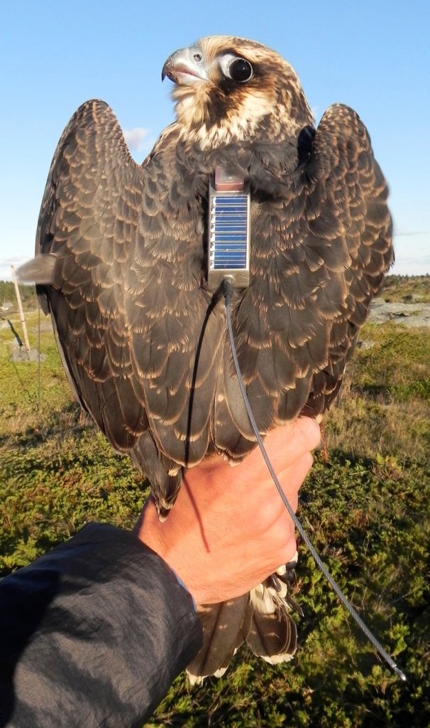 Two juvenile peregrine falcons were captured on Monhegan Island this fall and fitted with satellite transmitters that allowed biologists to follow their migration route from Maine to Cuba and Columbia.