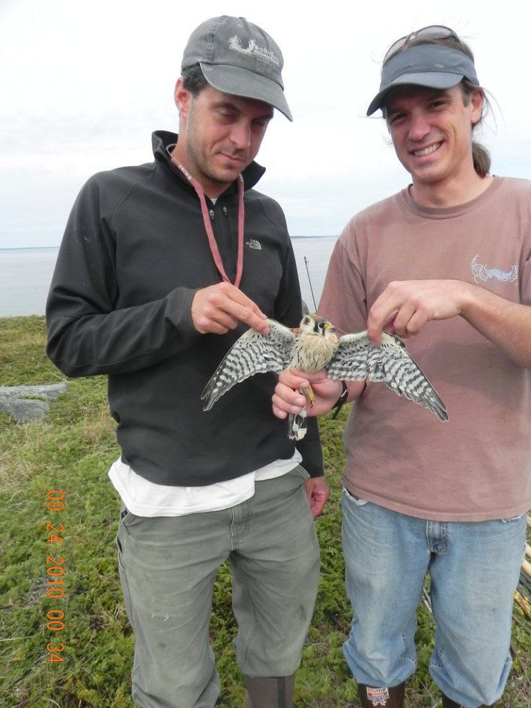 Chris DeSorbo, raptor program director for the BioDiversity Research Institute, and Rick Gray, raptor program field coordinator, hold an American kestrel on Manana Island in September 2010.