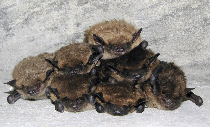 Bats are seen in a bunker in New Hampshire in a photo provided by the U.S. Fish and Wildlife Service.