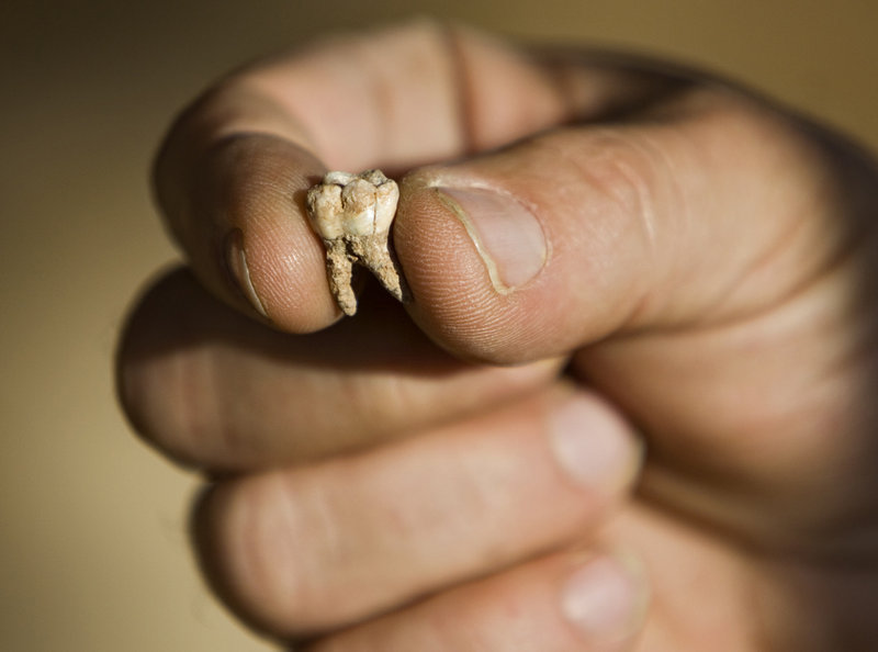 Professor Avi Gopher of the Institute of Archaeology of Tel Aviv University holds an ancient tooth that was found at an archaeological site near Rosh Haain in central Israel.