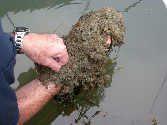A scientist holds a mass of sea squirt. The marine invader has been found on floating docks in Portland, South Portland and South Freeport.