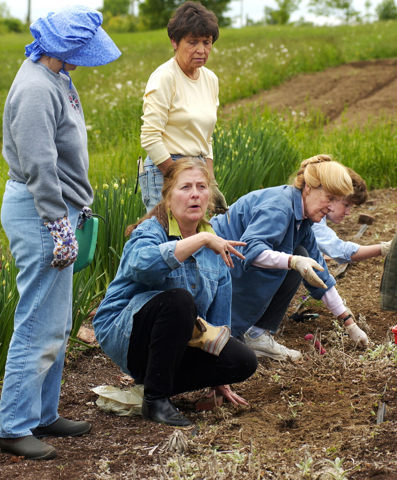 Master Gardener Betsey-Anne Golon directs her herb internship group at Shaker Village garden in 2004.
