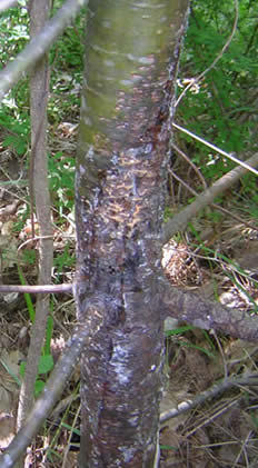 A small tree infected with white pine blister rust.