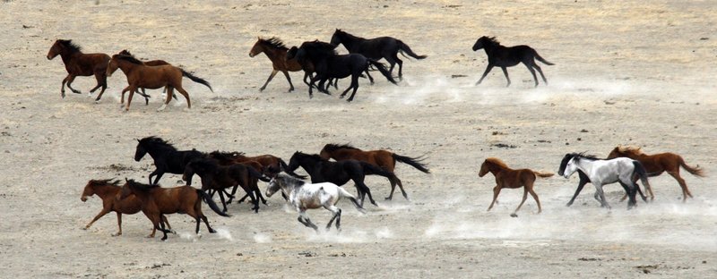 Horses gallop on an open range in the Yakama Indian Nation near Toppenish, Wash., in a photo from October. A growing herd of about 12,000 horses now lives on ranges in the U.S., and management experts say it is far too many for the land to support. Animal-rights activists, however, oppose any slaughter of horses, saying “horses are not food animals in this country.”