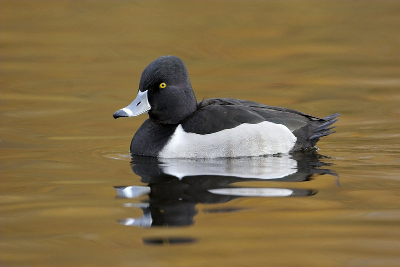 The ring-necked duck might be more accurately called the ring-billed duck.