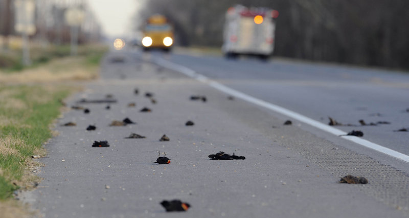 Dead birds lay alongside a highway in Pointe Coupee Parish, La., three days after more than 3,000 blackbirds fell from the sky on New Year’s Day. Scientists say such mass deaths for animals are usually explained by natural events.