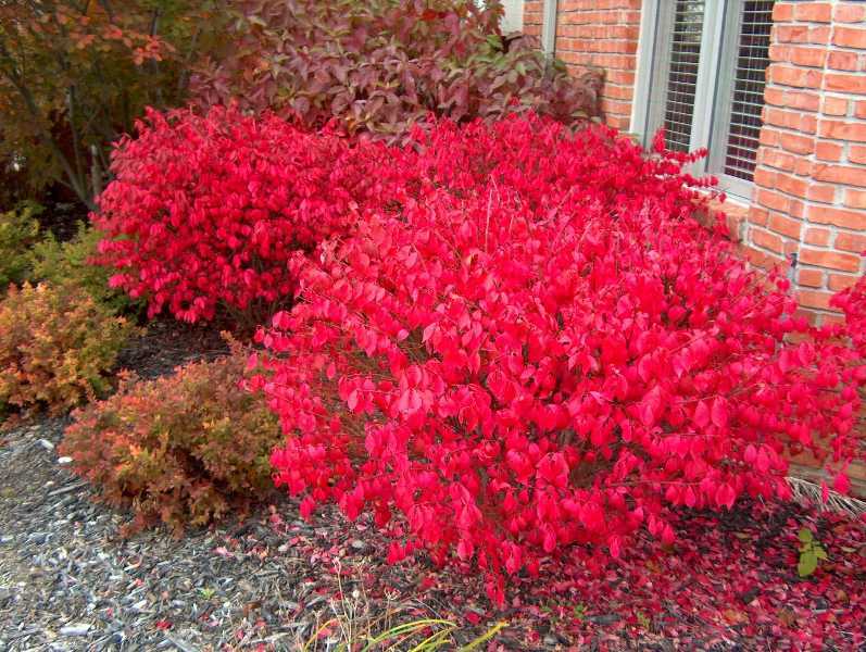 “Rudy Haag” dwarf burning bush can stand in for the invasive burning bush – you will still get colorful foliage in fall, but it is unlikely to muscle out or harm native plants.