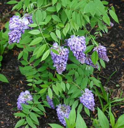 Wisteria “Amethyst Falls” is a suitable replacement for the invasive Oriental bittersweet.