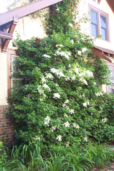 Climbing hydrangea is a good, attractive alternative to invasive Oriental bittersweet.