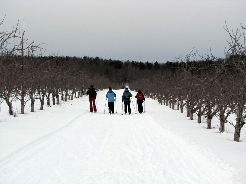 Four skiers, from left, Jill Newel, Gaetana Almeida, Shannon Bryan and Lucia Almeida glide along a groomed trail surrounded by barren apple trees at Five Fields Farm in Bridgton.
