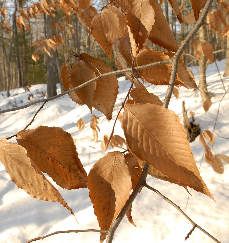 Tan beech leaves stand out against the snow in the woods in Wells.